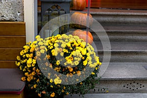 Harvest festival, bouquets of bright chrysanthemums are located near orange pumpkins of different sizes.