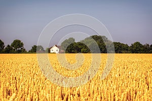 Harvest festival golden field of wheat. Farmland in Norfolk, East Anglia, UK photo