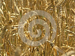 Harvest Field