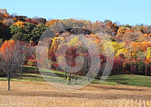 Harvest Field photo