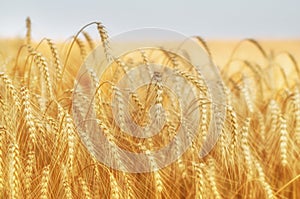 Harvest in the field. Beautiful golden wheat