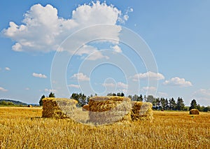 Harvest field with straw vertical rolls in summer. Blue sky.