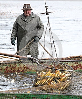 Harvest of fishpond.
