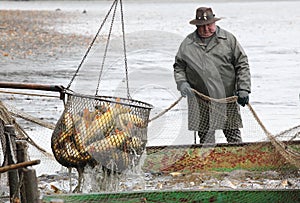 Harvest of fishpond.