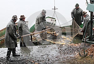Harvest of fishpond.