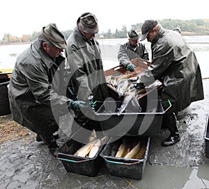 Harvest of fishpond.
