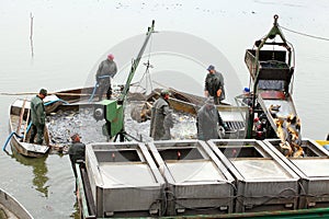 Harvest of fishpond.
