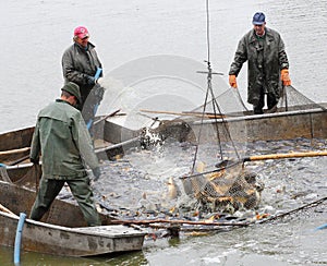 Harvest of fishpond.