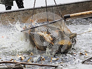 Harvest of fishpond.