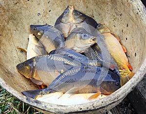 Harvest of fishpond. photo