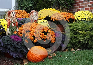 Harvest Flowers photo