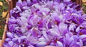 Harvest Flowers of saffron after collection. Crocus sativus, commonly known as the