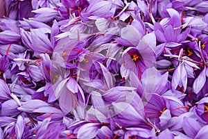 Harvest Flowers of saffron after collection. Crocus sativus, commonly known as the