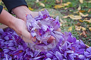 Harvest Flowers of saffron after collection. Crocus sativus, commonly known as the