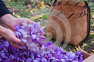 Harvest Flowers of saffron after collection. Crocus sativus, commonly known as the