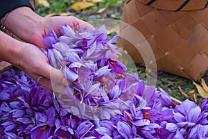 Harvest Flowers of saffron after collection. Crocus sativus, commonly known as the