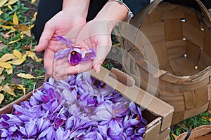 Harvest Flowers of saffron after collection. Crocus sativus, commonly known as the