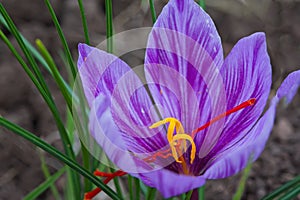 Harvest Flowers of saffron after collection. Crocus sativus, commonly known as the