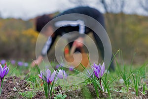 Harvest Flowers of saffron after collection. Crocus sativus, commonly known as the