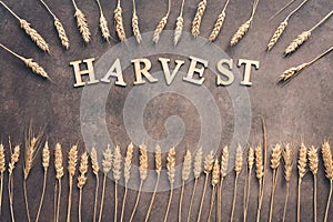 Harvest - frame of golden wheat ears on a brown rustic background. Autumn creative layout. Flat lay, top view