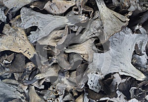 Harvest of fresh black chanterelle, Craterellus cornucopioides