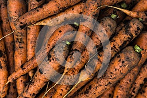 Harvest of fresh carrots. Background of vegetables. Natural food from your personal garden. Healthy eating
