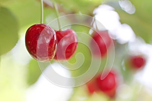 Harvest fresh cherries