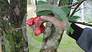 Harvest fresh guava in the garden. relaxing holiday in the orchard