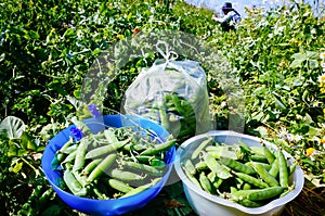 Harvest Fresh organic green peas in summer