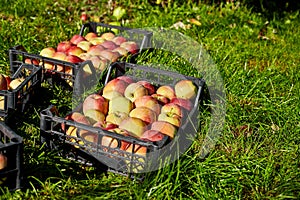 Harvest of fresh organic red apples in the black boxes