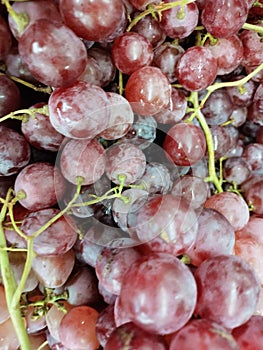 The harvest of fresh red grapes
