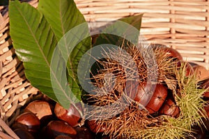 Harvest of fresh sweet chestnuts in basket