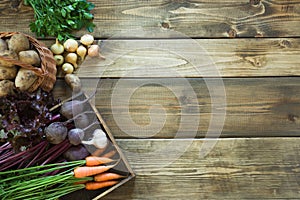 Harvest fresh vegetables from carrot, beetroot, onion, garlic on old wooden board. Top view. Gardening. Copy space.
