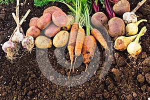 Harvest of fresh vegetables on ground in garden.