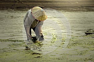 Harvest freshwater algae Villagers or fishermen in the Mekong