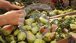 Harvest of fruits. Harvesting season. Hands of a farmer working in the pears orchard. Agricultural industry, Harvesting