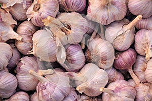 Harvest of garlic. Growing vegetables. Agriculture