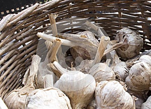 Harvest garlic in a wicker basket
