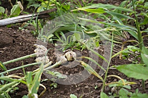 Harvest ginger root on field agricultural area on hill and green leaf