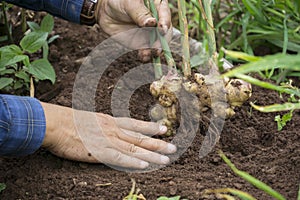 Harvest ginger root on field agricultural area on hill and green leaf