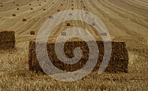Harvest with golden haybales on wheat field