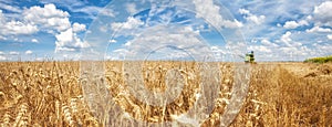 Harvest on the Golden Wheat Field