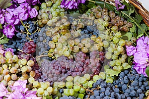 Harvest of the Grape