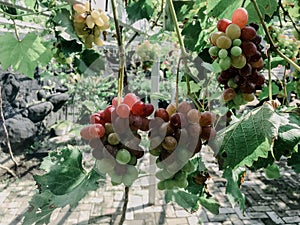 Harvest the grapes in the garden