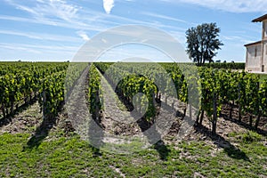 Harvest grapes in Pomerol village, production of red Bordeaux wine, Merlot or Cabernet Sauvignon grapes on cru class vineyards in