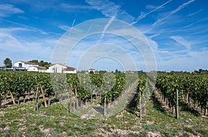 Harvest grapes in Pomerol village, production of red Bordeaux wine, Merlot or Cabernet Sauvignon grapes on cru class vineyards in
