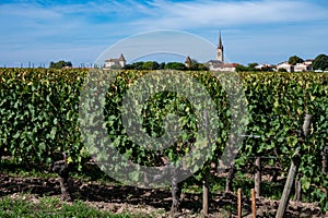 Harvest grapes in Pomerol village, production of red Bordeaux wine, Merlot or Cabernet Sauvignon grapes on cru class vineyards in