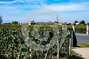 Harvest grapes in Pomerol village, production of red Bordeaux wine, Merlot or Cabernet Sauvignon grapes on cru class vineyards in
