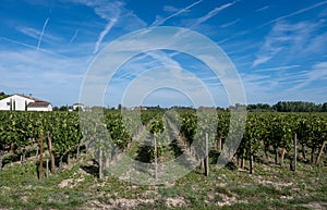 Harvest grapes in Pomerol village, production of red Bordeaux wine, Merlot or Cabernet Sauvignon grapes on cru class vineyards in