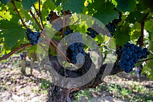 Harvest grapes in Pomerol village, production of red Bordeaux wine, Merlot or Cabernet Sauvignon grapes on cru class vineyards in